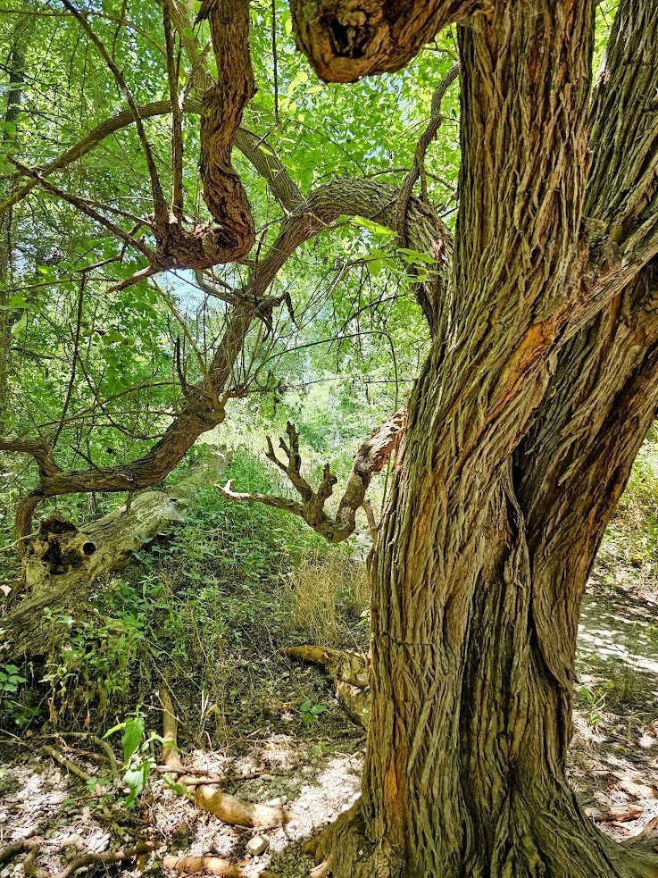 The Bois d'Arc Tree — Beautiful Hays County
